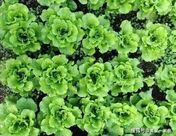 _清爽可口的凉菜_清脆爽口的凉菜